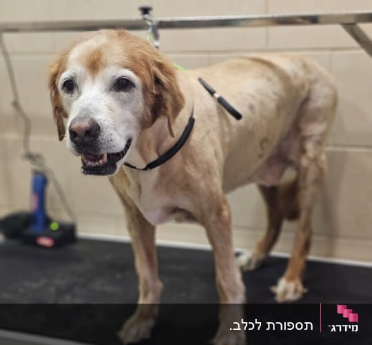 כלב עומד על שולחן טיפוח עם רצועה